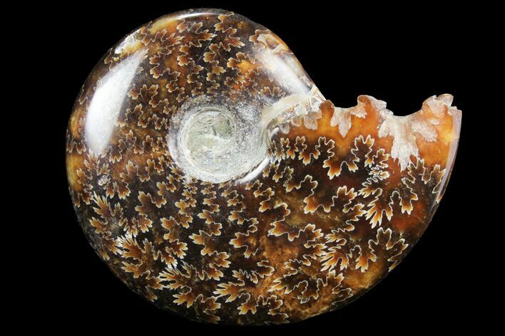 Polished, Agatized Ammonite (Cleoniceras) - Madagascar #97290